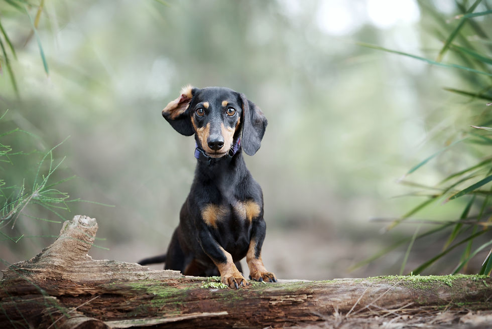 Frankie is a sweet daschund who found his forever home thanks to Lucky Paws Dog Rescue Inc.
