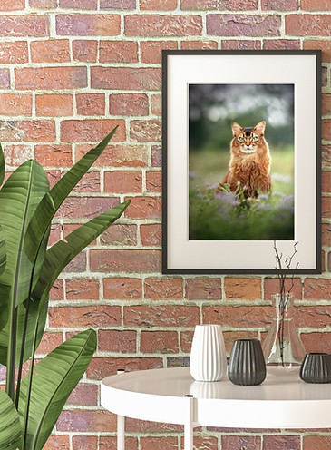 An abyssinian cat in a framed fine art photography