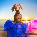 A daschund sitting in colourful fabric, with the rising sun behind