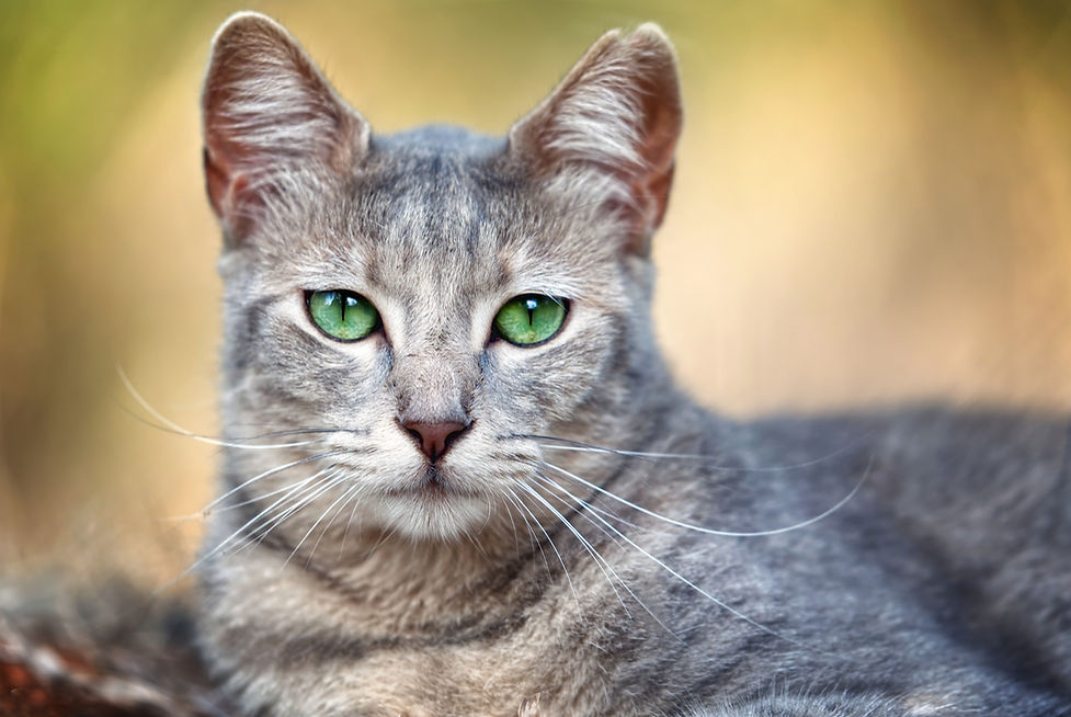This is Esmerelda, a pretty dilute calico cat.