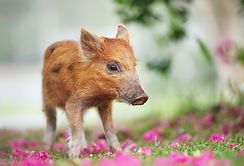 A small pig amongst pink flower petals