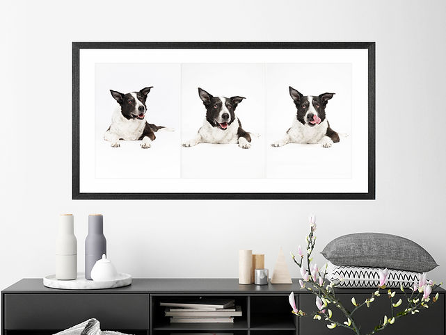 A framed montage of 3 portraits ofa border collie, set above a living room side table