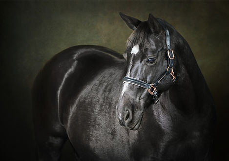 A black horse photographed for an Equine photography session in an indoor dark studio set up 