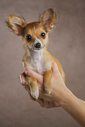 A tan chihuahua puppy being held in her owner's hands