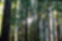 20191021-redwoods-NEG-01.JPG