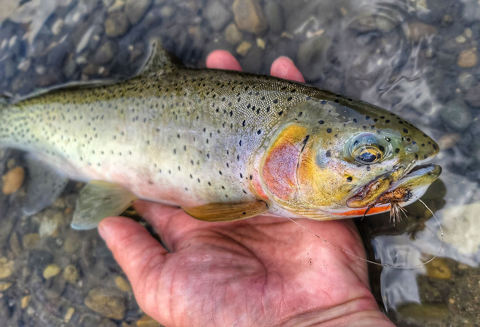 Eye-level view of a trout swimming in a clear Alberta river