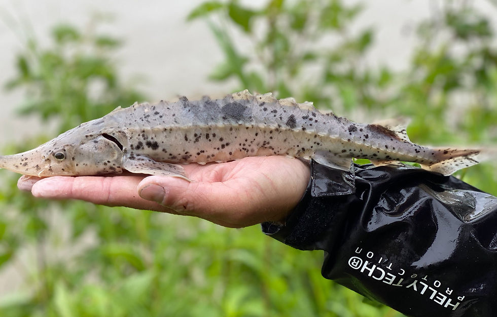 An angler carefully handling a juvenile Sturgeon in Alberta