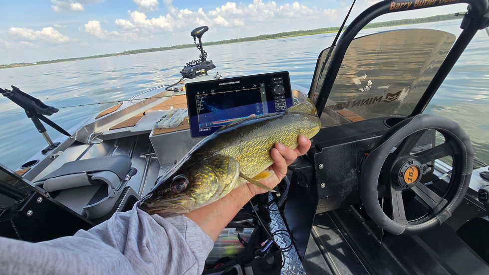 Walleye in front of the Megalive 2 screen