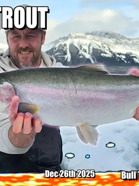 MASSIVE TROUT MADNESS - Huge RAINBOW TROUT