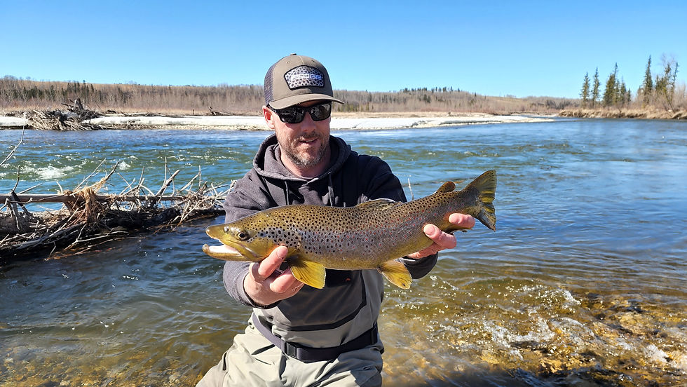 Brown Trout from an Alberta Stream