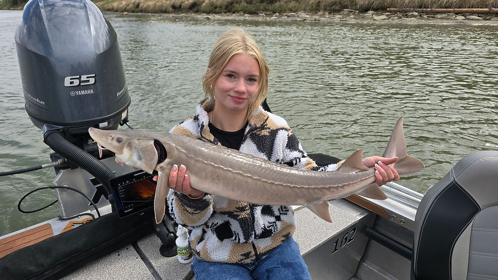 Beautiful sturgeon caught on the North Saskatchewan River