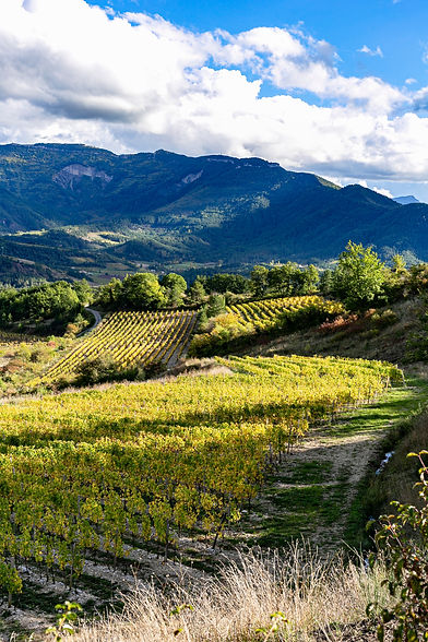 Vignobles à la campagne..jpg