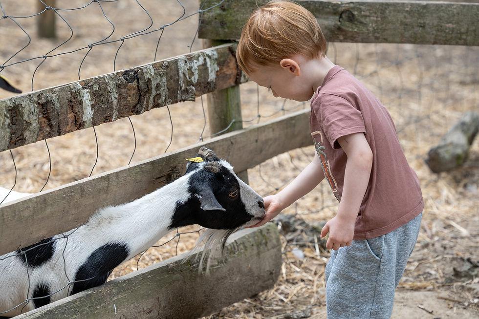 Un petit garçon nourrit des chèvres dans une ferme éducative.