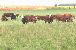 wacholz_farm_meat_grass-fed_2