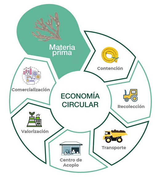 web ciclo de vida.jpg