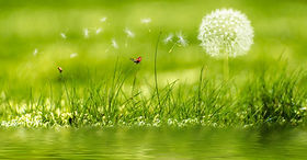 nature.jpeg