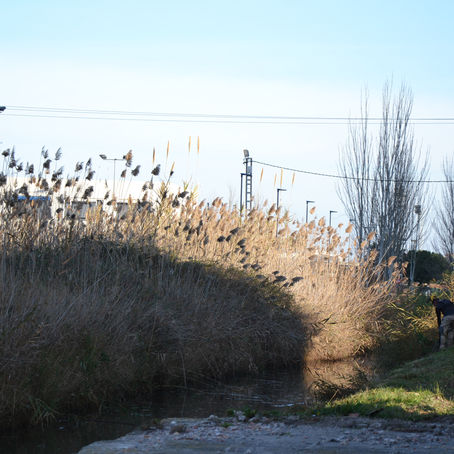 L'ÀREA DE MEDI AMBIENT DE L'AJUNTAMENT DE PENÍSCOLA ESBROSSA LA SÈQUIA I SOL·LICITA A 
CONSE