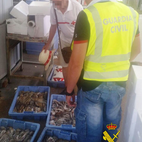 LA GUÀRDIA CIVIL CONFISCA MÉS DE 40
QUILOGRAMS DE POLP A PENÍSCOLA.