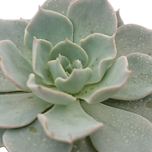 Echeveria-canadian_edited.png