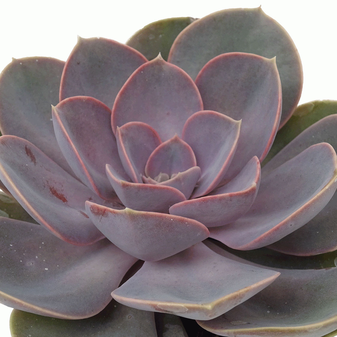 Echeveria-Pearl-of-Nurnberg.gif