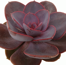 Echeveria-Red-Sky_edited.png