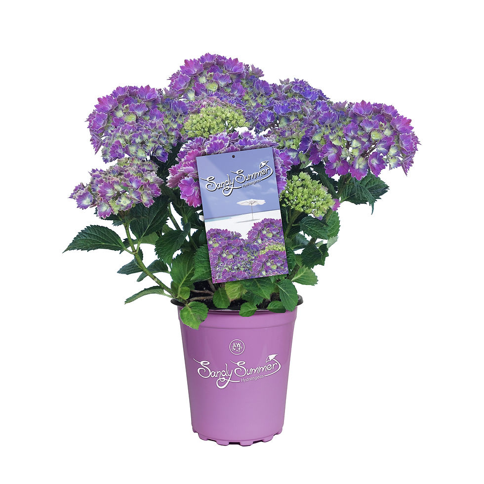 SANDY SUMMER PURPLE