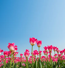 tulipticketriverhead.jpg