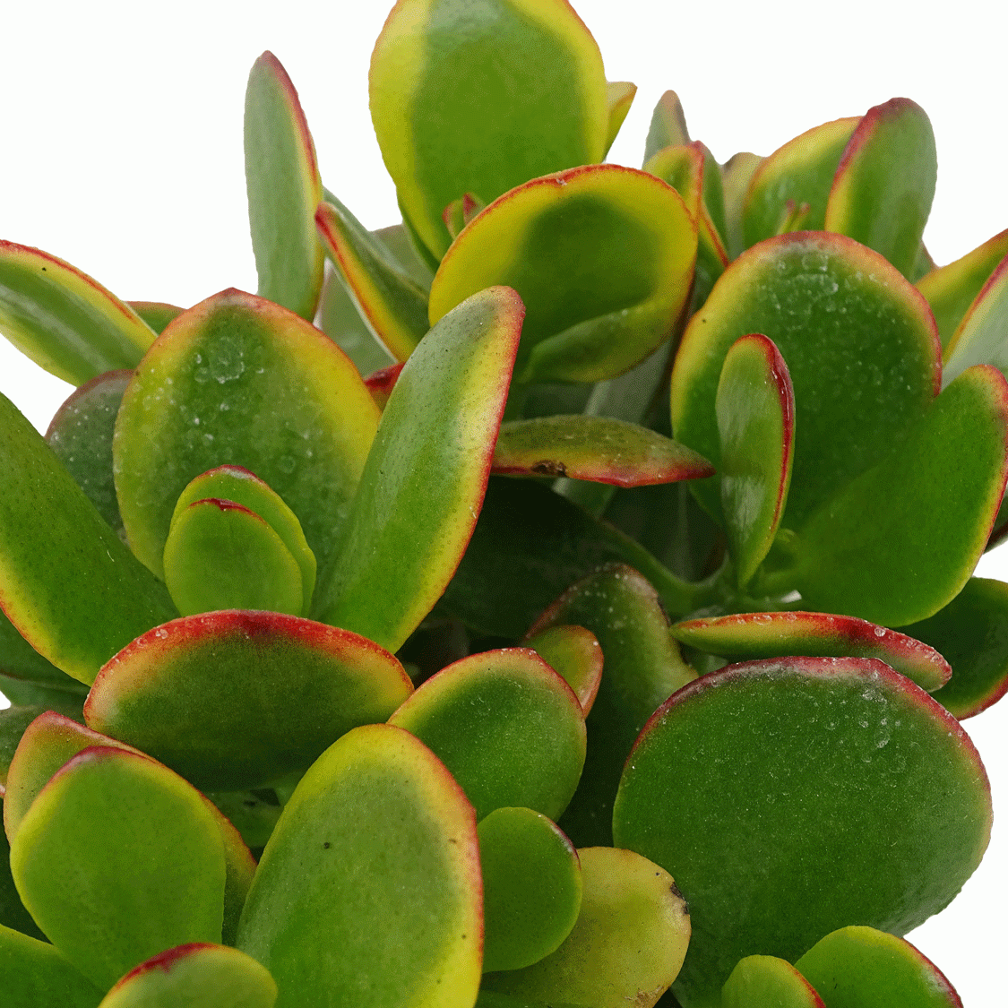 Crassula-ovata-New-Sunset.gif