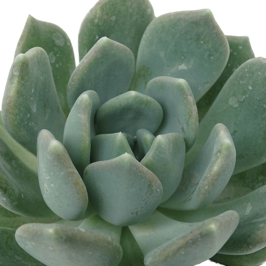 Echeveria-Azul-1.gif