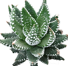 Haworthia-coarctata_edited.png