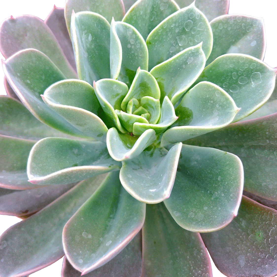 Echeveria-blue-prince-1.gif