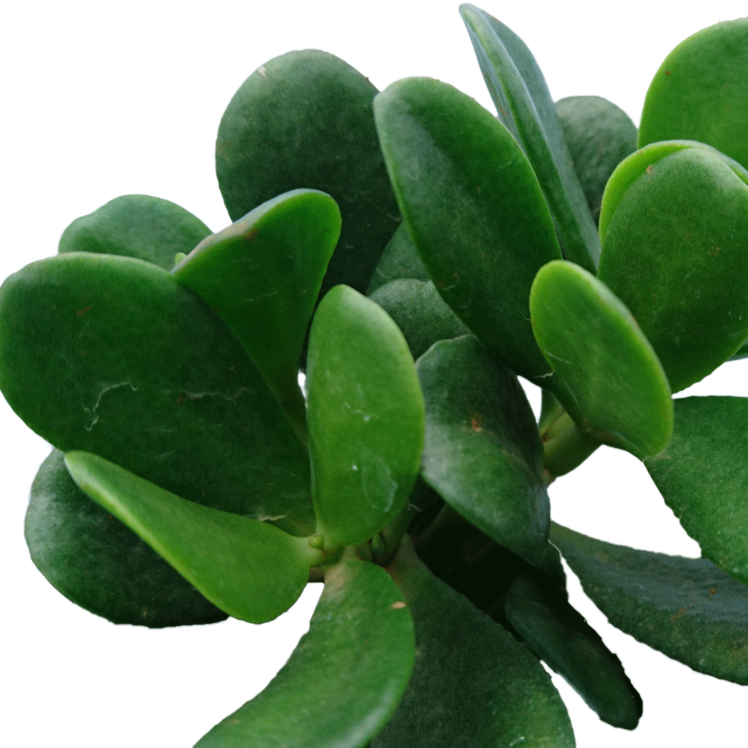 Crassula-ovata-compact.gif