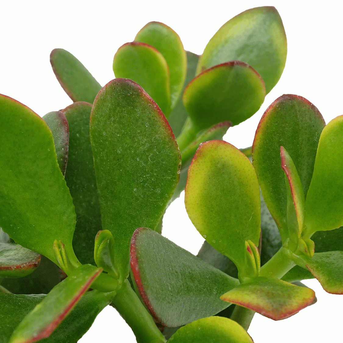 Crassula-ovata-Sunset.gif