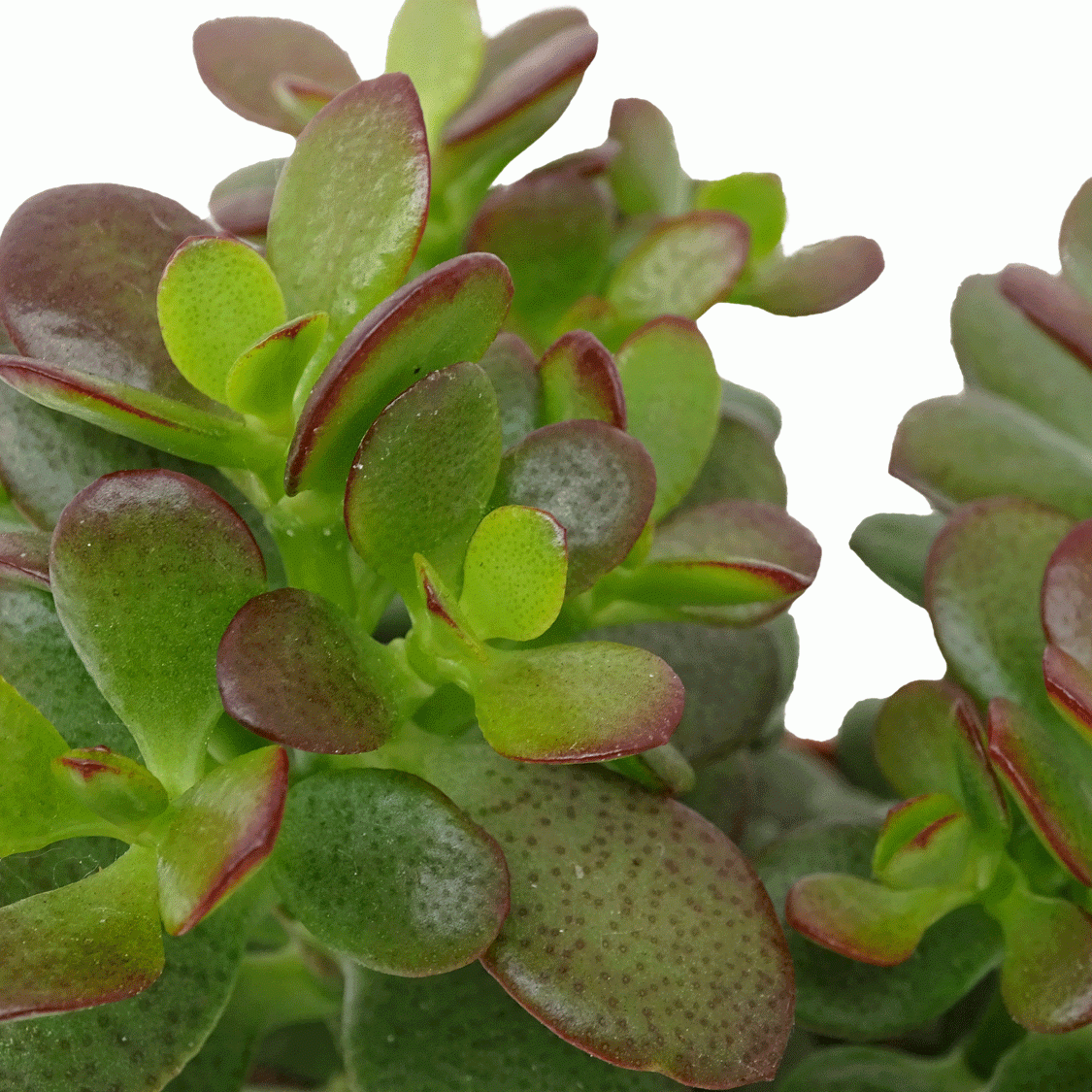 Crassula-Minor.gif