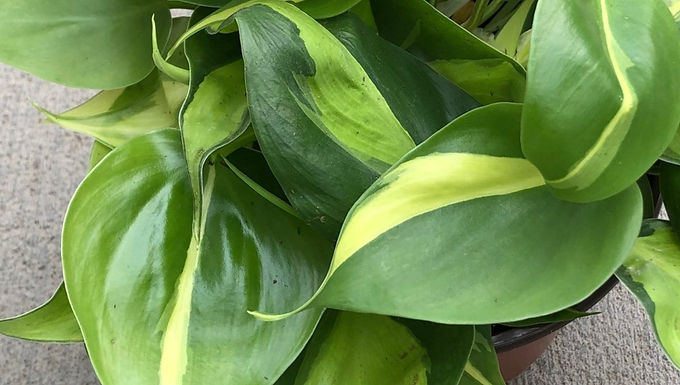 Philodendron Brasil