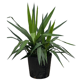 10" Yucca Tip