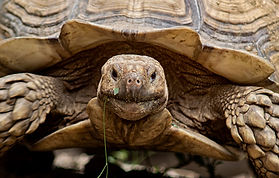 new animal panels_0000_Layer 5 copy_0005_Depositphotos_319710510_XL.jpg