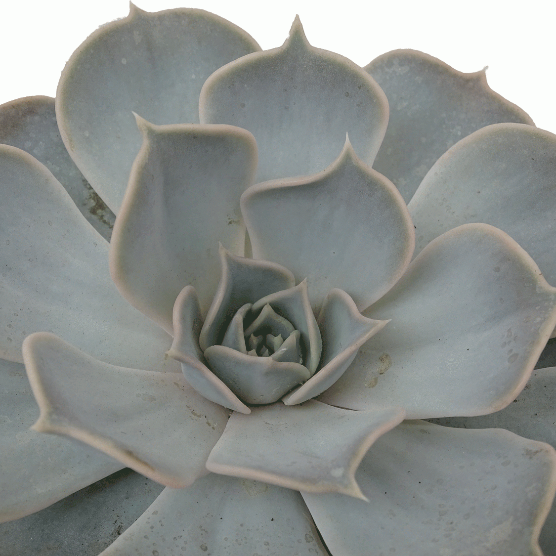 Echeveria-lilacina.gif