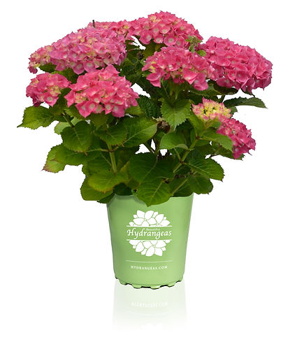 Beautiful Hydrangea Merrit.jpg