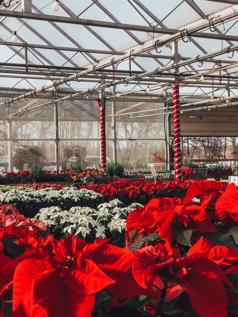 Waterdrinker's Winter Wonderland Manorville, NY