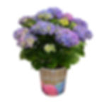BEAUTIFUL HYDRANGEA BLUE