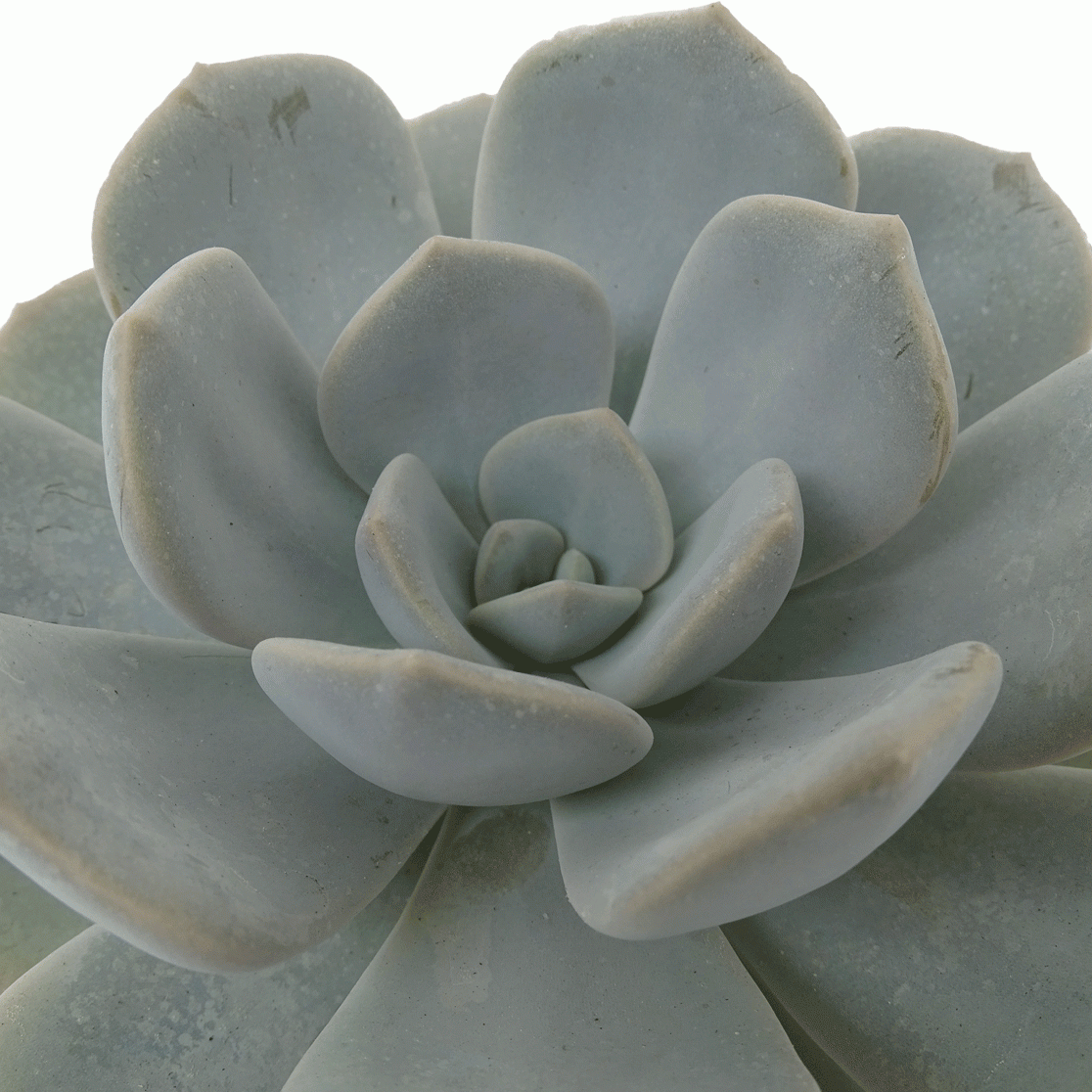 Echeveria-Asante-Sana.gif