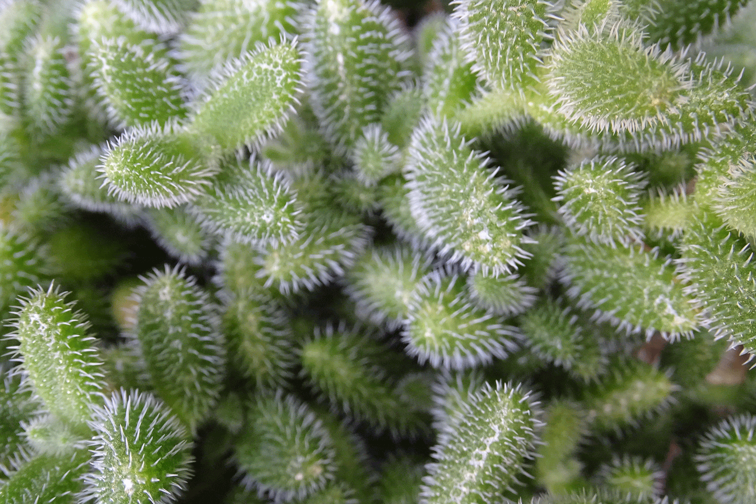 Pickle Plant