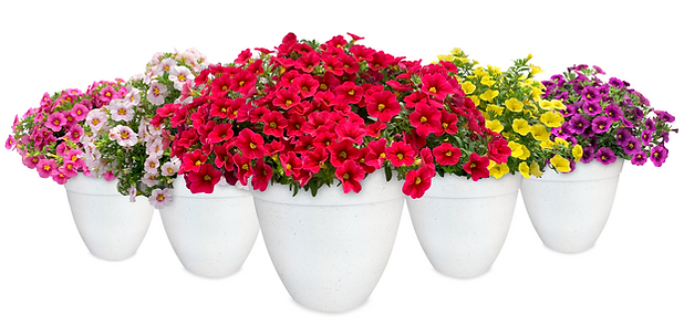 Screen Shot 2022-06-29 at 12.13.09 PM.png