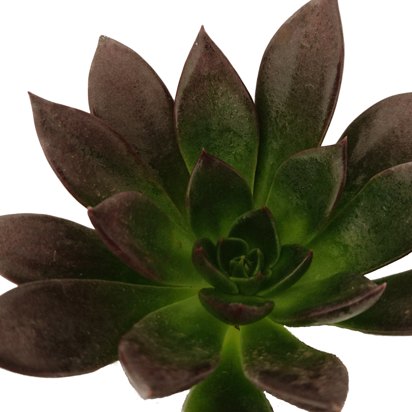 Echeveria-Preta-Black Prince.gif