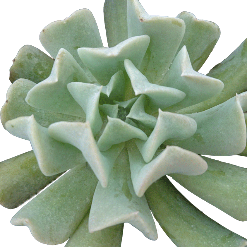 Echeveria-runyonii-Topsy-Turvy.gif