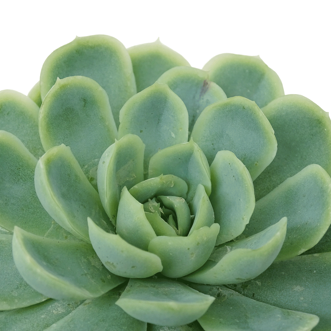 Echeveria-elegans-2.gif