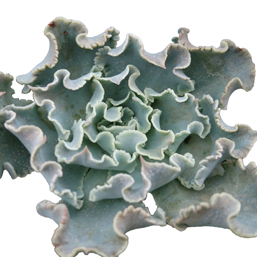 Echeveria-shaviana-Blue-2.gif