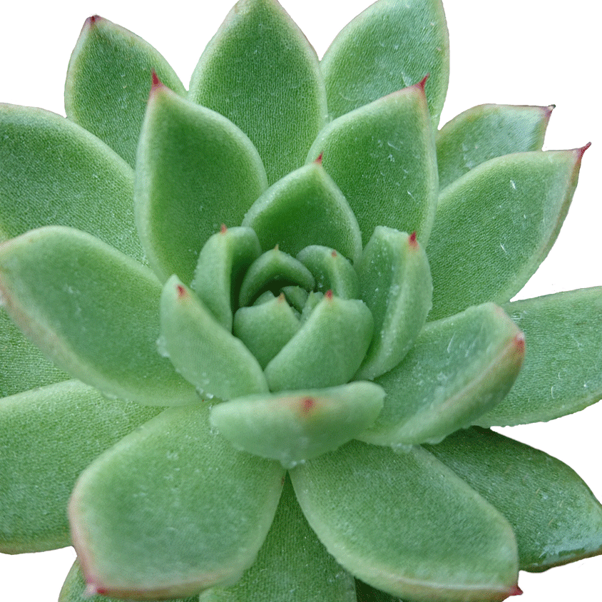 Echeveria-agavoides-1.gif