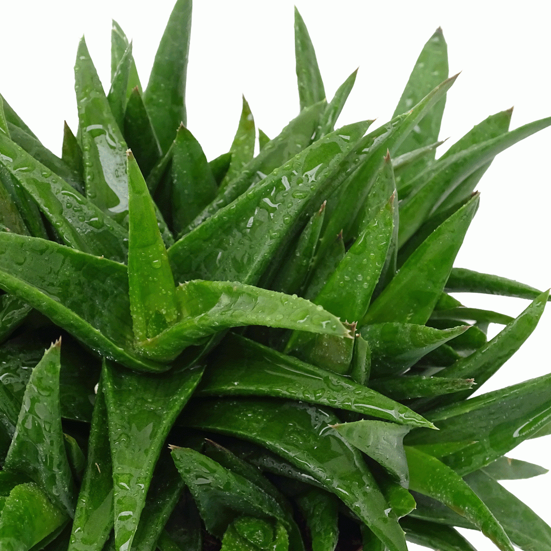 Haworthia-pentagona.gif